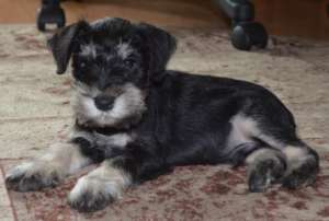 Schnauzer pitic