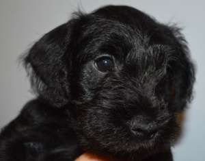 Schnauzer pitic