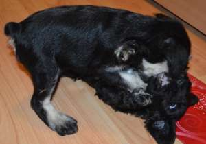 Schnauzer pitic