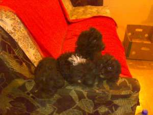 Vand Caniche
