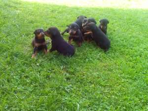 pui doberman