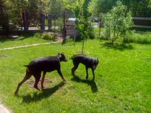 pui doberman