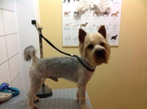 Frizerie Canina / Tuns caini