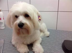 Frizerie Canina / Tuns caini