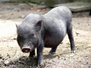 porci vietnamezi de vanzare-TRANSPORT INCLUS !