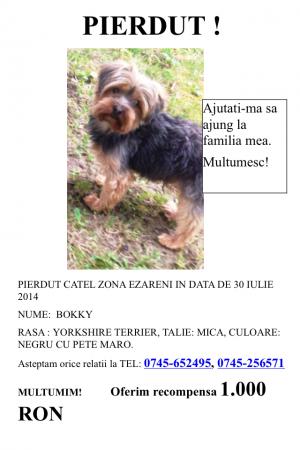 Pierdut catel Yorkshire Terrier Iasi