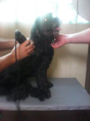 Frizer canin-tund caini( catei) si la domiciliul clientului