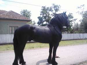 Friesian