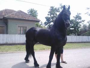 Friesian