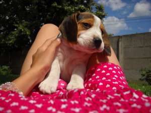 Vand Beagle