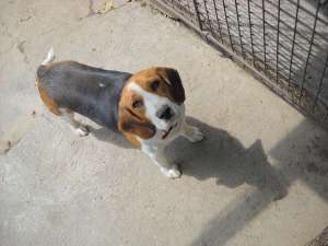 Vand Beagle
