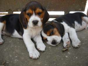 Vand Beagle