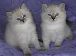 pui ragdoll!