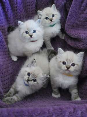 pui ragdoll!