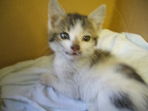 DAU SPRE ADOPTIRE UN PISOI