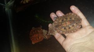 Vand reptile,            tarantule etc