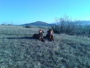 Pui Vizsla Maghiara de vanzare