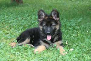 cumpar pui ciobanesc german mascul