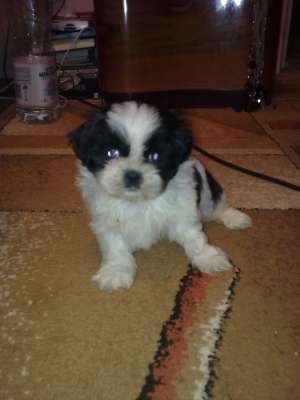 shih tzu de vanzare