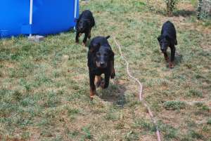 Pui ciobanesc francez ( Beauceron)
