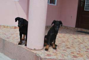 Pui ciobanesc francez ( Beauceron)