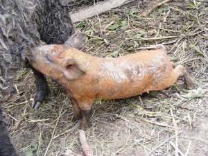 Mangalita rasa pura purcei,   soldani