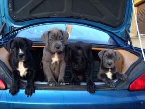 catei cane corso