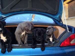 catei cane corso