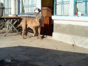 Donez Tosa Inu