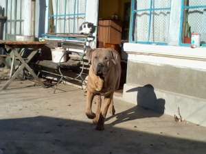 Donez Tosa Inu