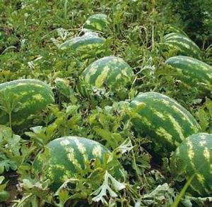 Pepeni Bio naturali 6ha tarlaua este neiceputa