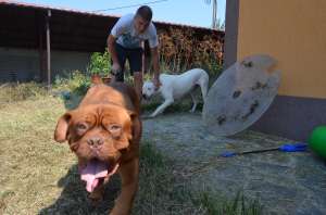 Monta Dog de Bordeaux