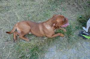 Monta Dog de Bordeaux