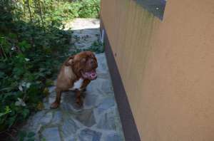 Monta Dog de Bordeaux