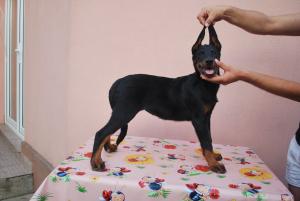 Pui ciobanesc francez ( Beauceron)