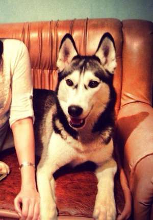 Caut catea Husky Siberian