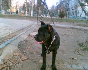dresaj canin ieftin