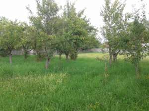 2 case+teren vanzare