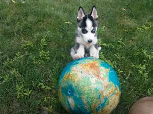Catel Husky Siberian