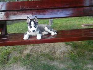 Catel Husky Siberian