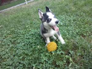Catel Husky Siberian