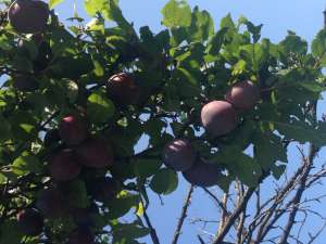 prune