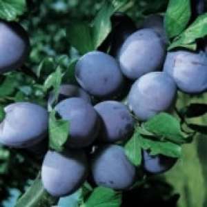 prune