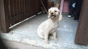 Gasit caine canis Calimanesti Caciulata
