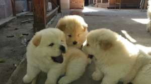 vand caini chow chow