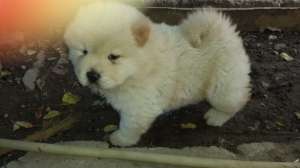 vand caini chow chow