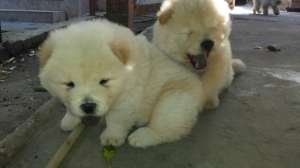 vand caini chow chow