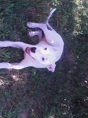 fetita dog argentinian 4 luni rasa pura