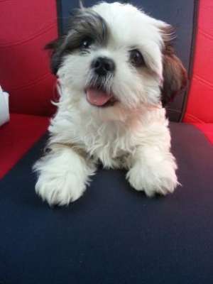 Shih-tzu