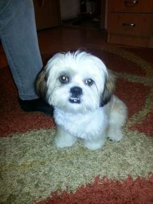 Shih-tzu